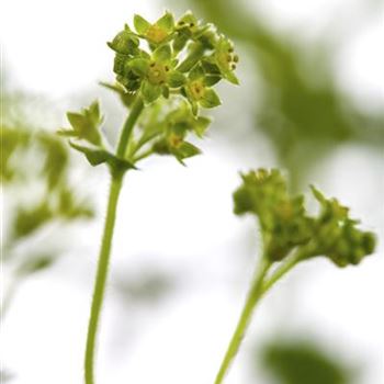 Alchemilla erythropoda