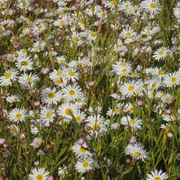 Boltonia_asteroides_WI_Q2.jpg