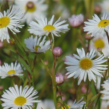 Boltonia_asteroides_WI_Q1.jpg