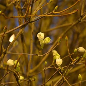 Enkianthus_perulatus_Bluete.JPG