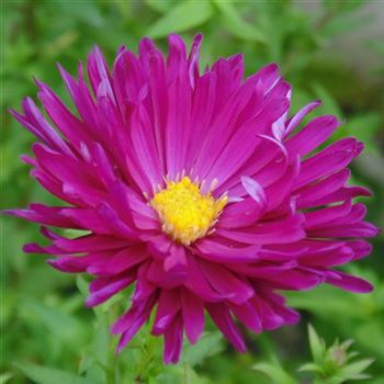 Aster_novi_belgii_Crimson_Brocade_WI_Q1.jpg