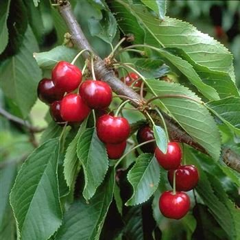 Prunus_avium_Burlat_HRM_Q1.jpg