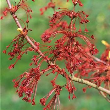 Acer_rubrum_2002_1459.jpg