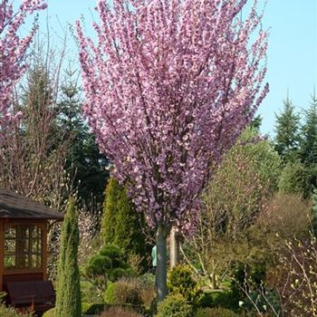 Prunus_sargentii_2009_0766.jpg