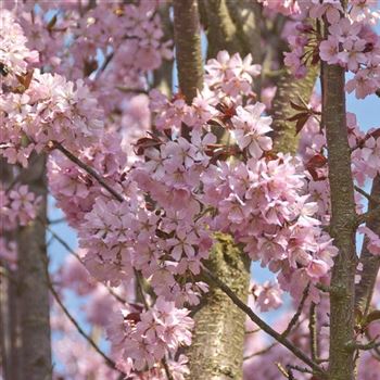 Prunus_sargentii_2009_0776.jpg