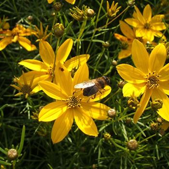 Coreopsis_verticillata_Zagreb_WI_Q1.jpg