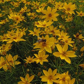 Coreopsis_verticillata_Zagreb_WI_Q2.jpg