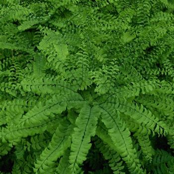 Adiantum_pedatum_WI_Q3.jpg