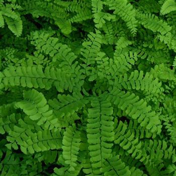 Adiantum_pedatum_WI_Q2.jpg