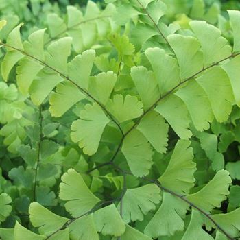 Adiantum_pedatum_WI_Q1.jpg