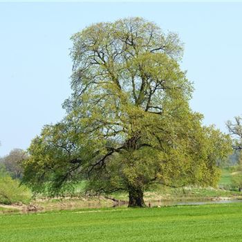 Ulmus_laevis_HRM_4846.jpg