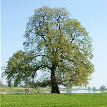 Ulmus_laevis_2010_1147.jpg