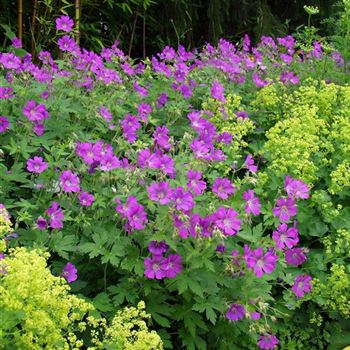 Geranium_magnificum_HRM_Q2.jpg