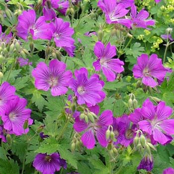 Geranium_magnificum_HRM_Q1.jpg