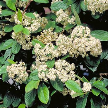 Cotoneaster_watereri_Cornubia_2002_0334_q.jpg