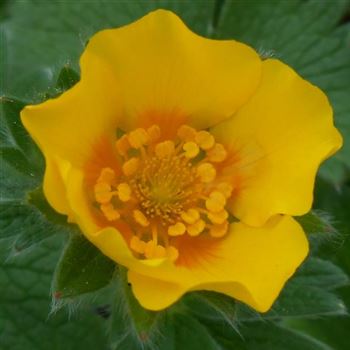 Potentilla_megalantha_WI_Q1.jpg