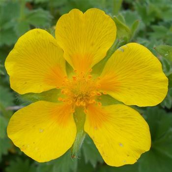 Potentilla_megalantha_WI_Q2.jpg