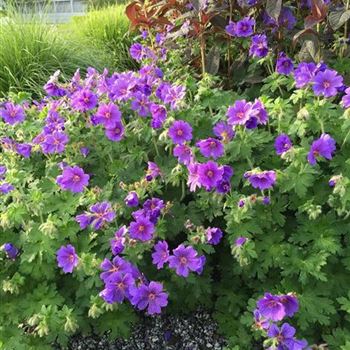 Geranium_x_magnificum_Rosemoor_ODQ0NTMzN1o.jpg