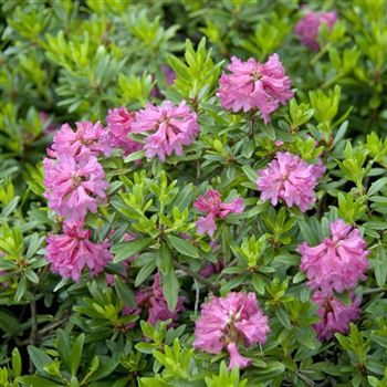 Rhododendron_ferrugineum_2008_4848_q_Q.jpg