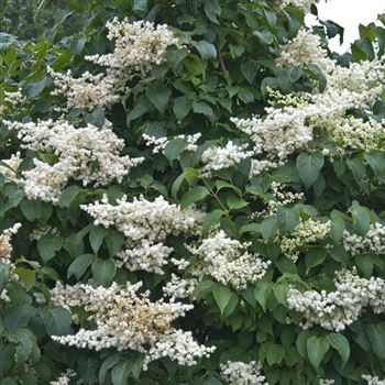 Syringa_reticulata_Ivory_Silk_2009_3425.jpg