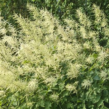 Aruncus_dioicus_HRM_Q1.jpg