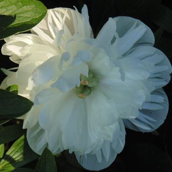 Paeonia_officinalis_Alba_Plena_WI_Q2.jpg