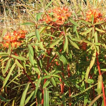 Euphorbia_griffithii_Fireglow_WI_Q1.jpg