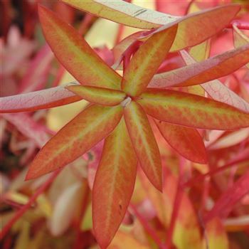 Euphorbia_griffithii_Fireglow_WI_Q2.jpg