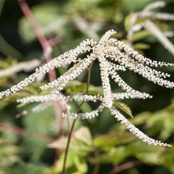 Aruncus dioicus