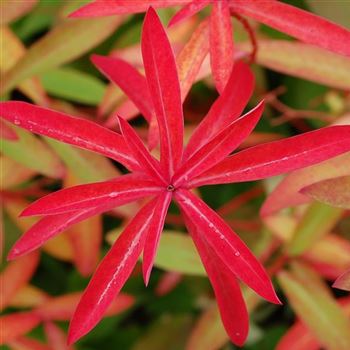 Euphorbia_griffithii_Fireglow_GR_Q2.jpg