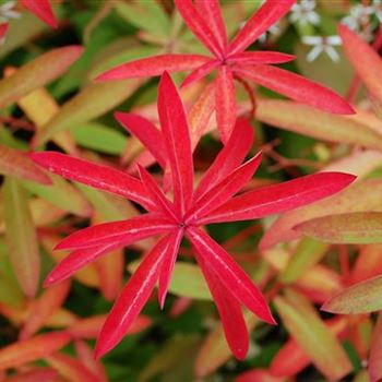 Euphorbia_griffithii_Fireglow_GR_R4.jpg