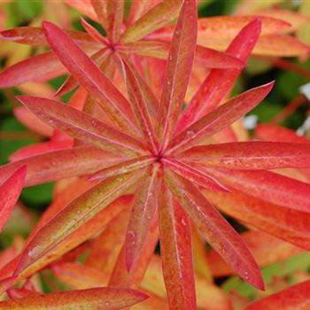 Euphorbia_griffithii_Fireglow_GR_R3.jpg