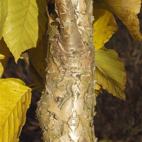Betula maximowicziana