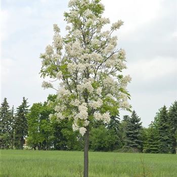 Fraxinus_ornus_2006_1290.jpg