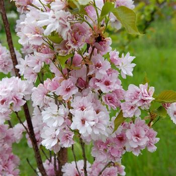 Prunus_serrulata_Amanogawa_2006_1050.jpg