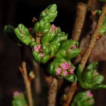 Prunus_serrulata_Amanogawa_GR_R1.jpg