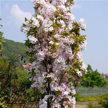 Prunus_serrulata_Amanogawa_2006_0745.jpg