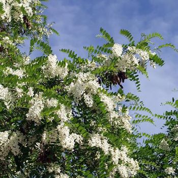 Robinia_pseudoacacia_2005_2356_b.jpg