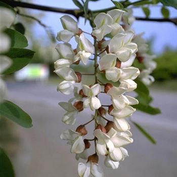 Robinia pseudoacacia 1998-2475.jpg