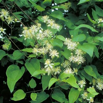 Clematis_vitalba_1999_4018.jpg