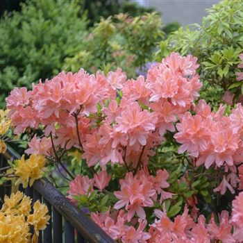 Azalea_mollis_x_sinensis_rosa_HRM_Q3.jpg