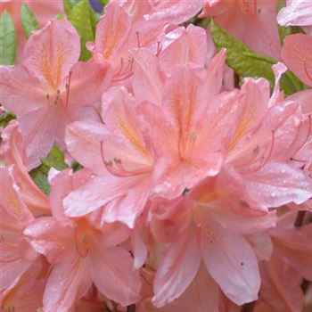 Azalea_mollis_x_sinensis_rosa_HRM_Q1.jpg