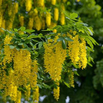 Laburnum_anagyroides_2008_2894_q.jpg