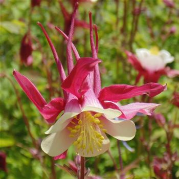 Aquilegia_Crimson_Star_WI_Q4.jpg