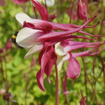 Aquilegia_Crimson_Star_WI_Q3.jpg