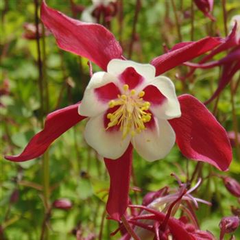 Aquilegia_Crimson_Star_WI_Q2.jpg