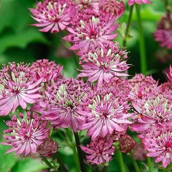 Astrantia_major_Rosensinfonie_HRM_Q1.jpg