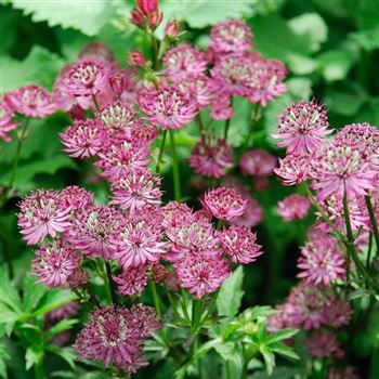 Astrantia_major_Rosensinfonie_HRM_Q2.jpg