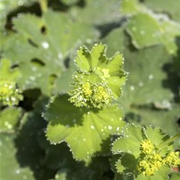 Alchemilla mollis