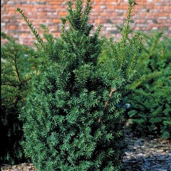 Taxus_cuspidata_1995_0995.JPG